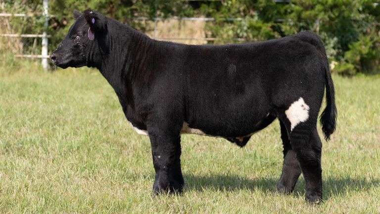 FORMAN BOOT CREEK TAG 27  STEER