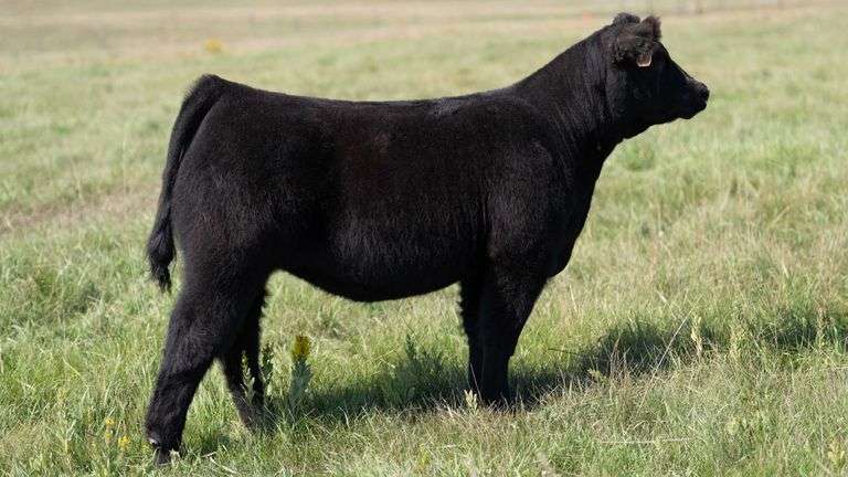 LARSON TAG 5742 HEIFER