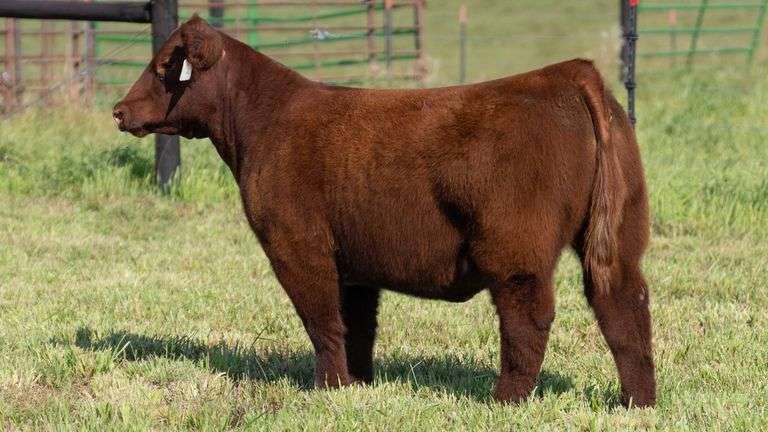 STREIT TAG 63 HEIFER