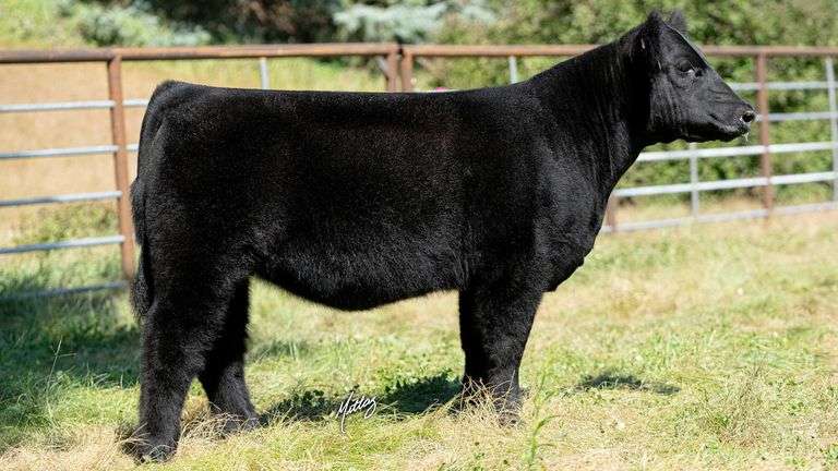 BEESON TAG 13 HEIFER