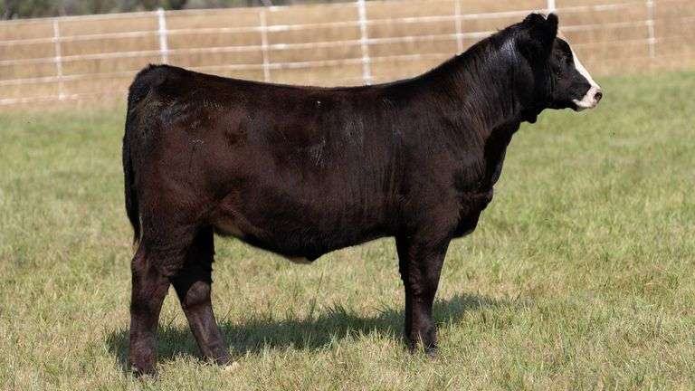 FORMAN BOOT CREEK TAG 38  HEIFER