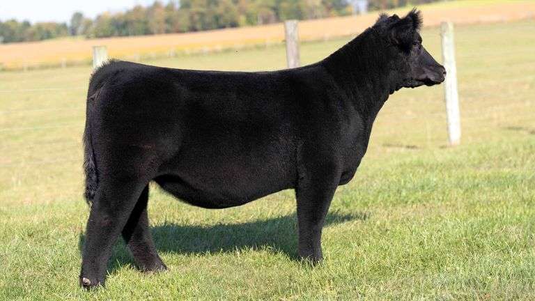 MCCULLOUGH TAG 15 HEIFER