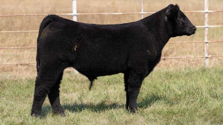 FORMAN BOOT CREEK TAG 29  STEER