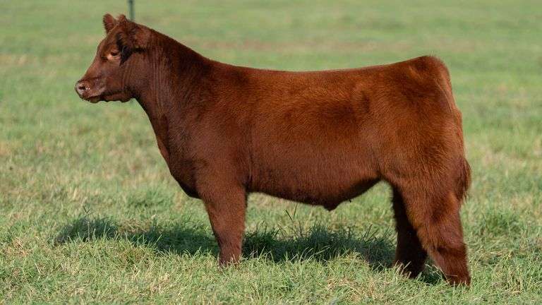 SMITH TAG 13 STEER