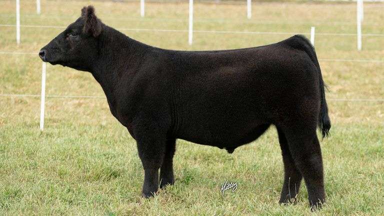 MITTAG TAG 5 STEER