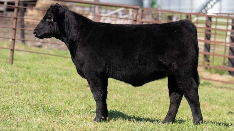 FRYE TAG 16 HEIFER