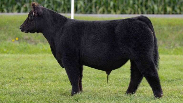 LORENTZ TAG 7 STEER
