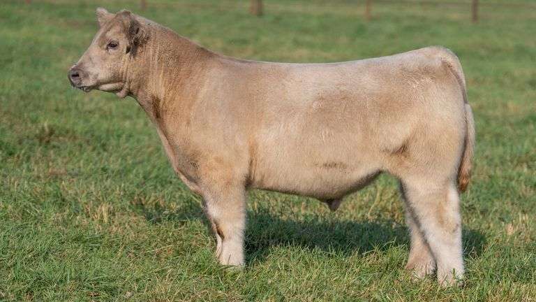 SMITH TAG 49 STEER