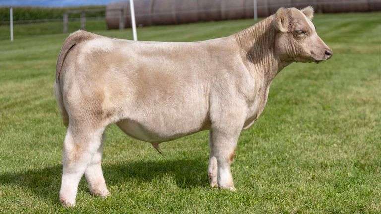 LORENTZ TAG 14 STEER