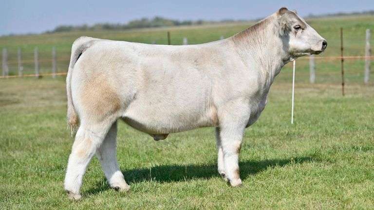 KAY-R TAG 2236 STEER