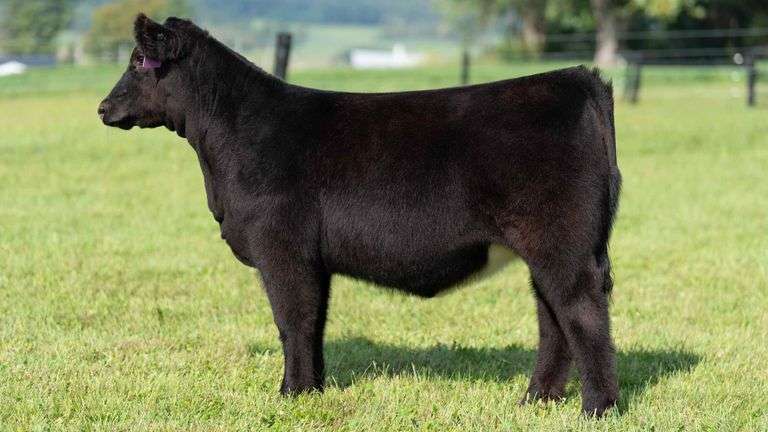 GEFFERT TAG 2 HEIFER