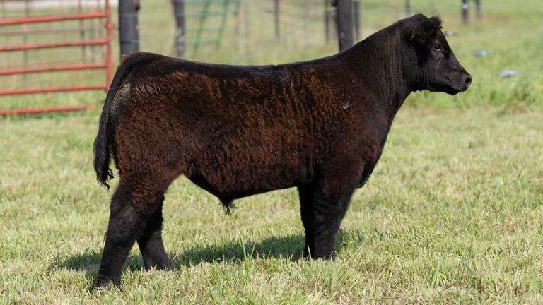STREIT TAG 06 STEER