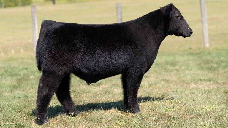 MCCULLOUGH TAG 11 STEER