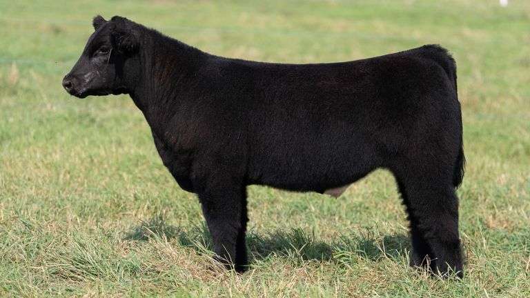 SMITH TAG 16 STEER