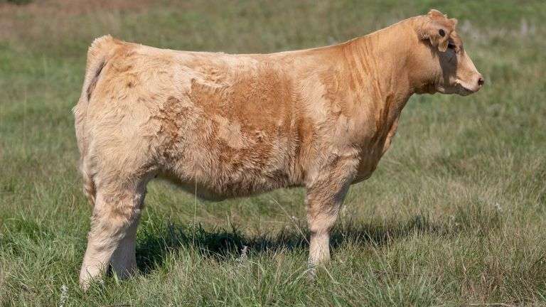 LARSON TAG 5821 HEIFER