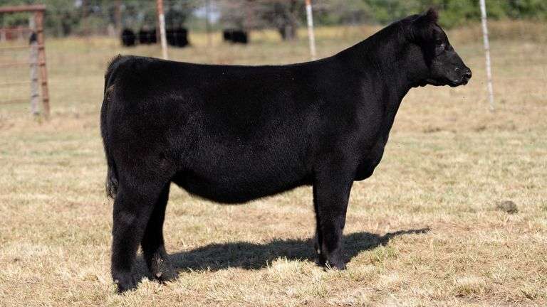 CRALL TAG 123 HEIFER