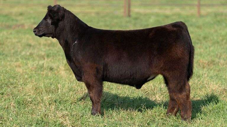 SMITH TAG 10 STEER