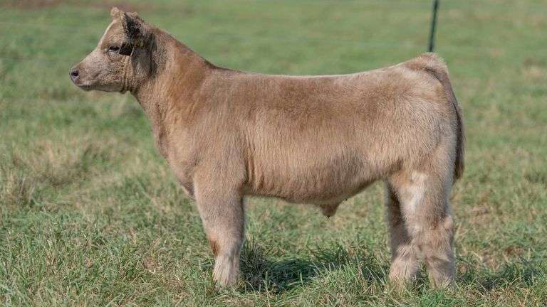 SMITH TAG 44 STEER