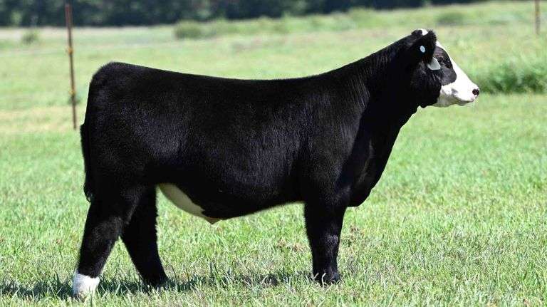BOESL TAG 43 STEER