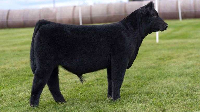 LORENTZ TAG 11 STEER