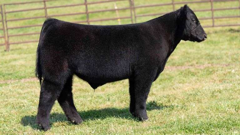 WEDIG TAG 8 STEER