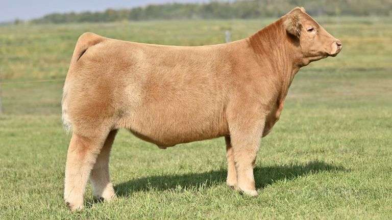 KAY-R TAG 844 STEER