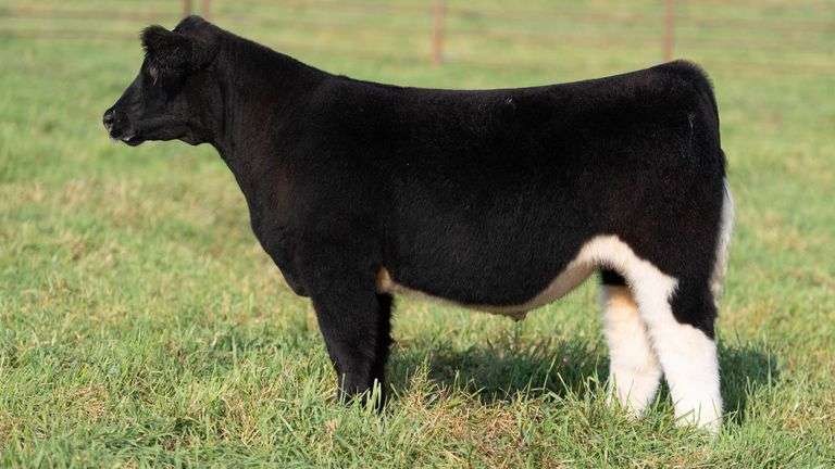 SMITH TAG 21 STEER