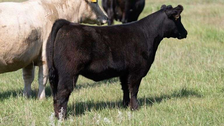 LARSON TAG 5985 HEIFER