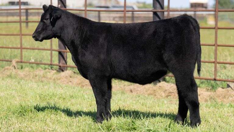FRYE TAG 17 HEIFER