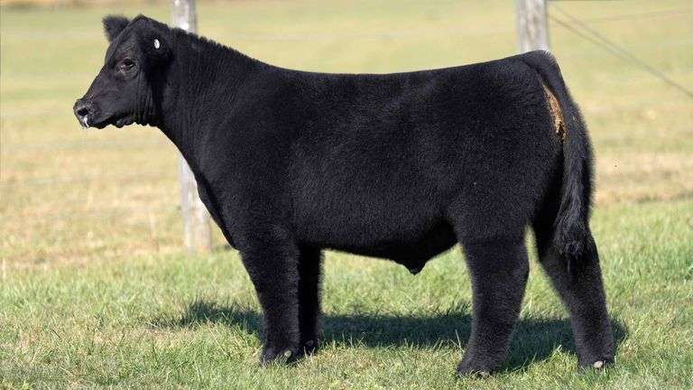 MCCULLOUGH TAG 5 STEER