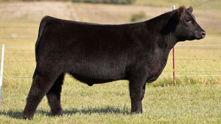 HEWLETT TAG 506 STEER