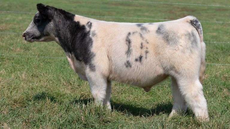 SMITH TAG 62 STEER