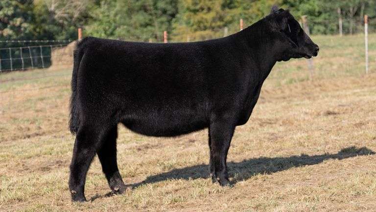 CRALL TAG 116 HEIFER