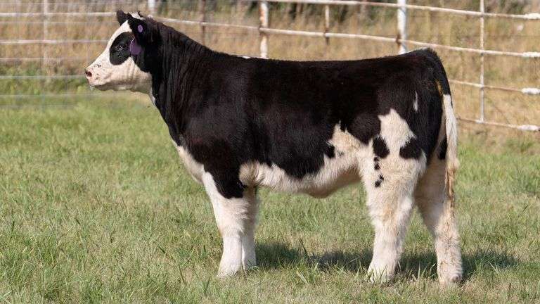 FORMAN BOOT CREEK TAG 44  HEIFER