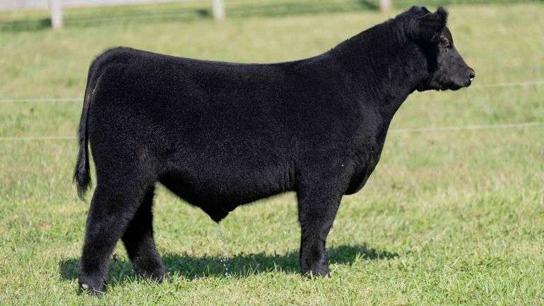 ARMSTRONG TAG 0 BULL