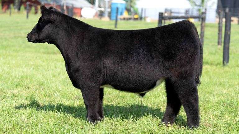 GEFFERT TAG 23 STEER