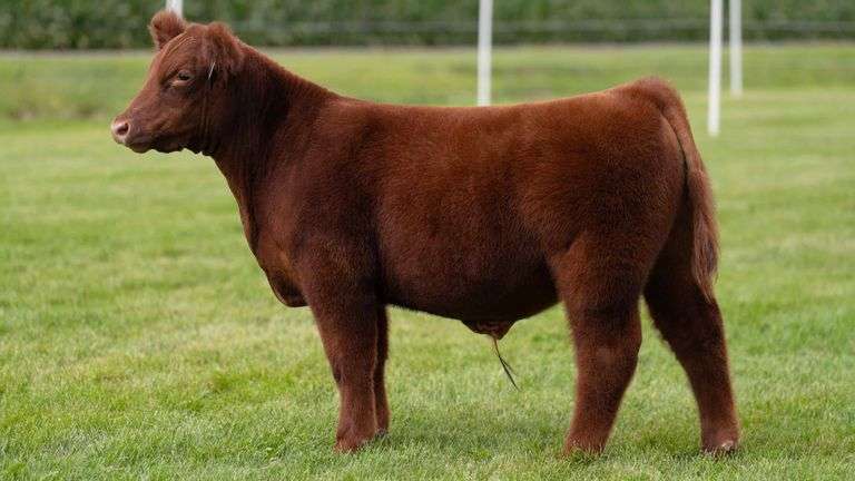 LORENTZ TAG 16 STEER