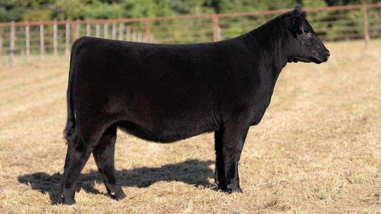 CRALL TAG 121 HEIFER