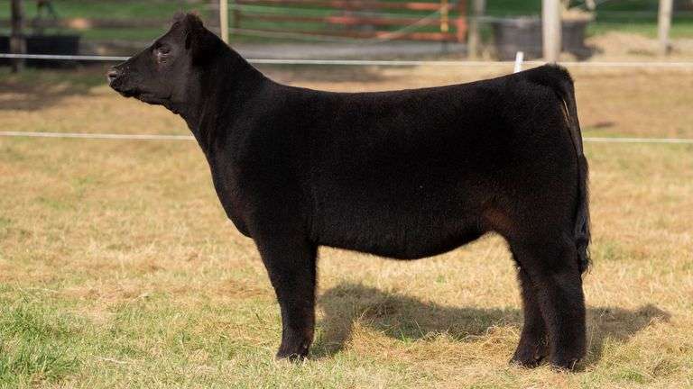 HILBERT TAG 20 HEIFER