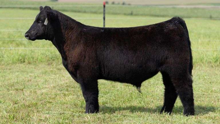 STREIT TAG 16 STEER