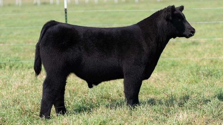 SMITH TAG 47 STEER