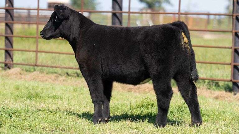 FRYE TAG 15 HEIFER