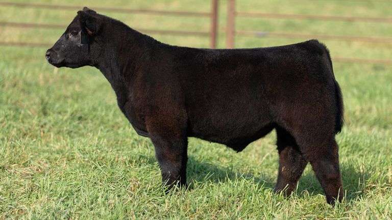 SMITH TAG 24 STEER