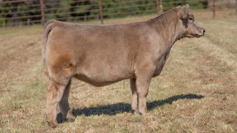 CRALL TAG 124 HEIFER