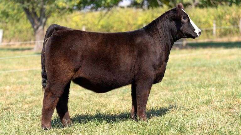 FOUT TAG 13 PB SIMMENTAL HEIFER