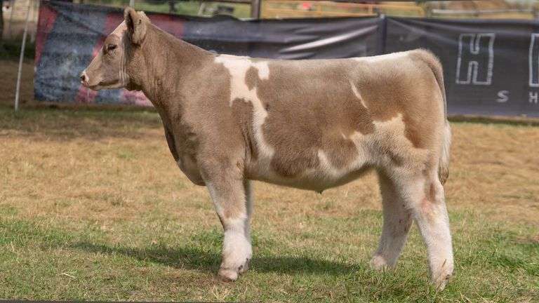 HILBERT TAG 11 STEER