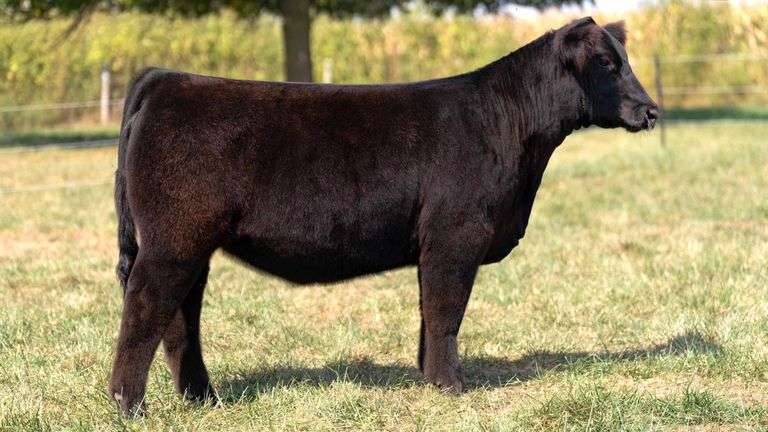 FOUT TAG 20 SIM-SOLUTION HEIFER