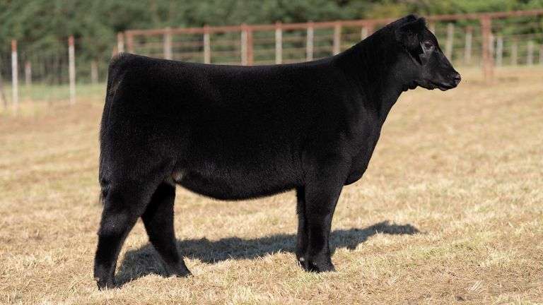 CRALL TAG 109 HEIFER