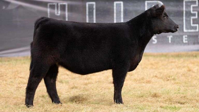 HILBERT TAG 24 HEIFER