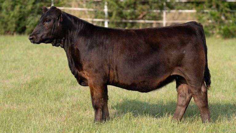 FORMAN BOOT CREEK TAG 37  HEIFER